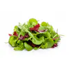 BABY MESCLUN SPRING SALAD MIX