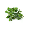 CILANTRO FRESH HERB